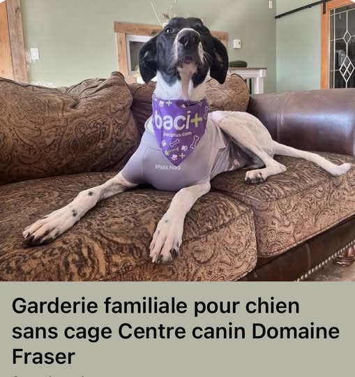 gooffy a la garderie