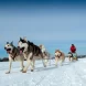 Balade en traîneau à chiens