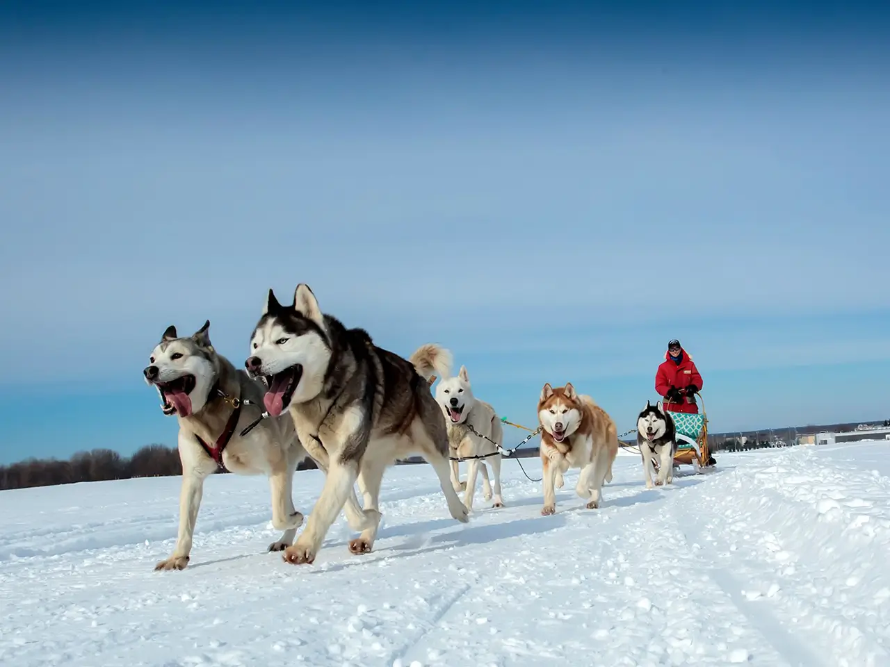 Balade en traîneau à chiens