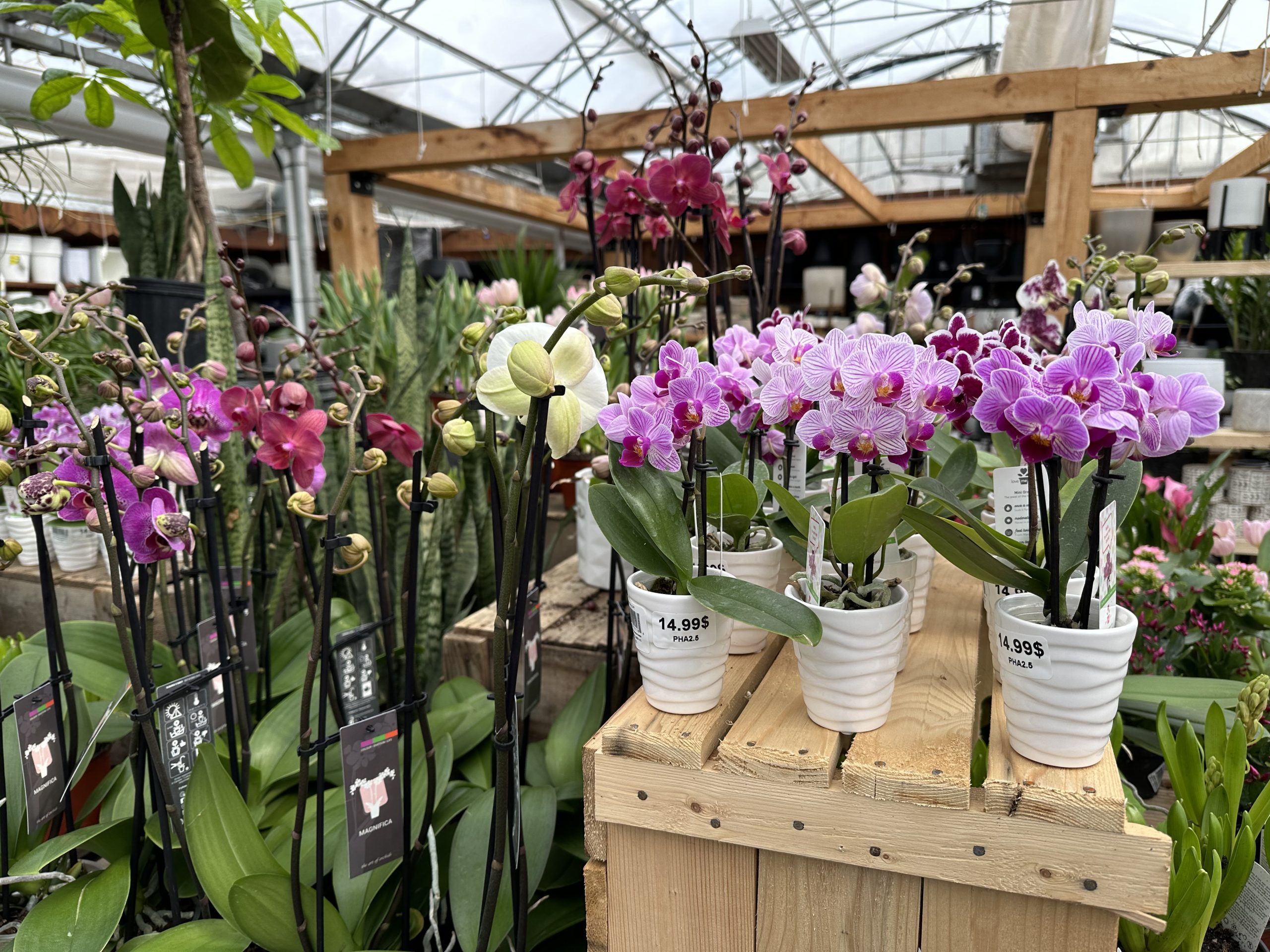orchidees scaled orchidees scaled