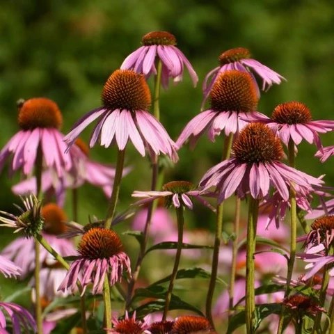 echinacee echinacee