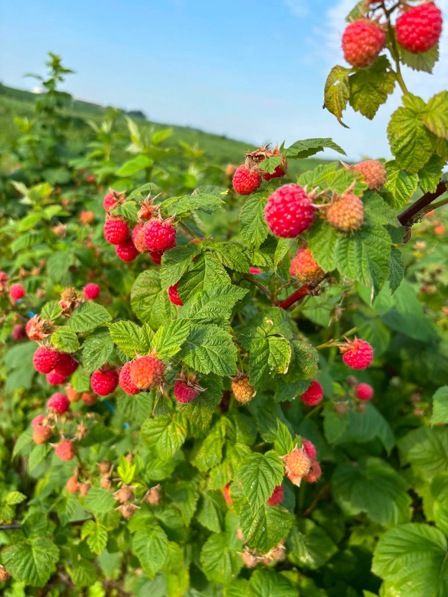 Jardinerie Fortier Framboises Jardinerie Fortier Framboises